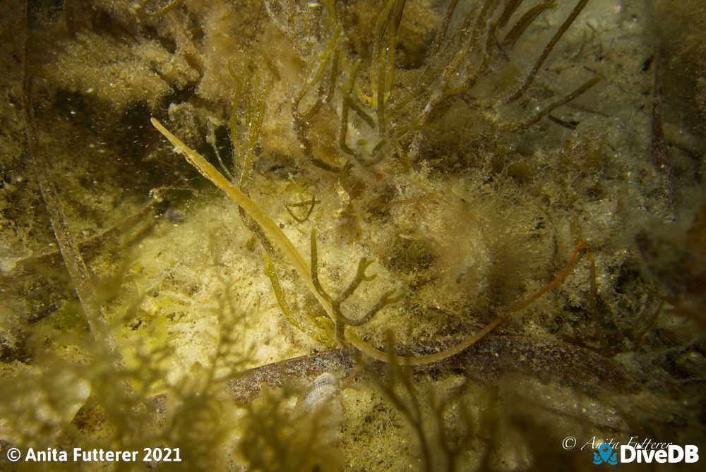 Photo of Gulf Pipefish. 