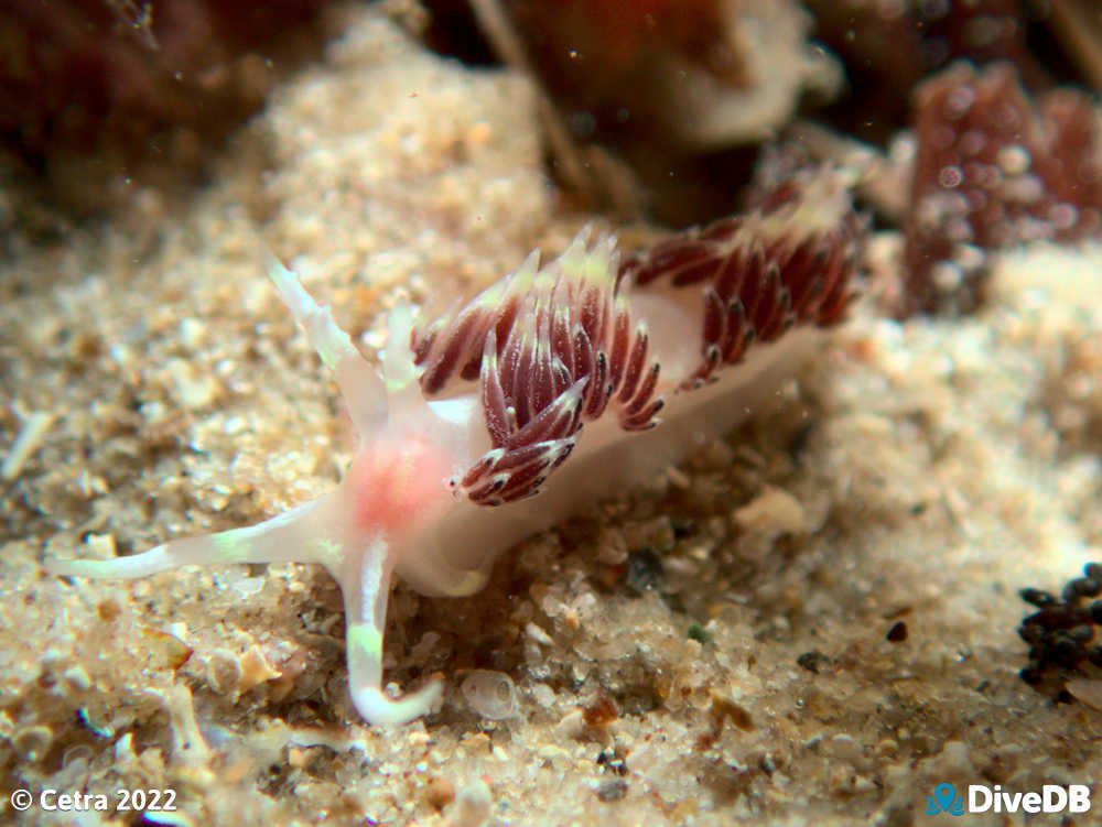 Photo of Facelina sp.3 at Port Noarlunga Jetty. 