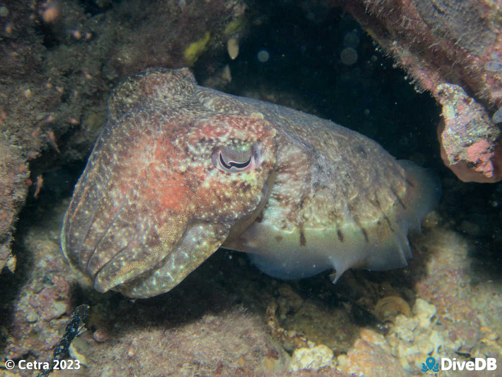 Photo of Cuttlefish at Port Victoria Jetty. 