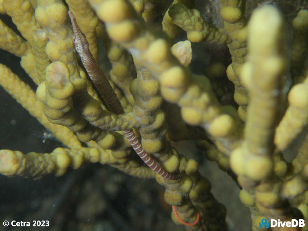 Photo of Gulf Pipefish at Port Victoria Jetty. 