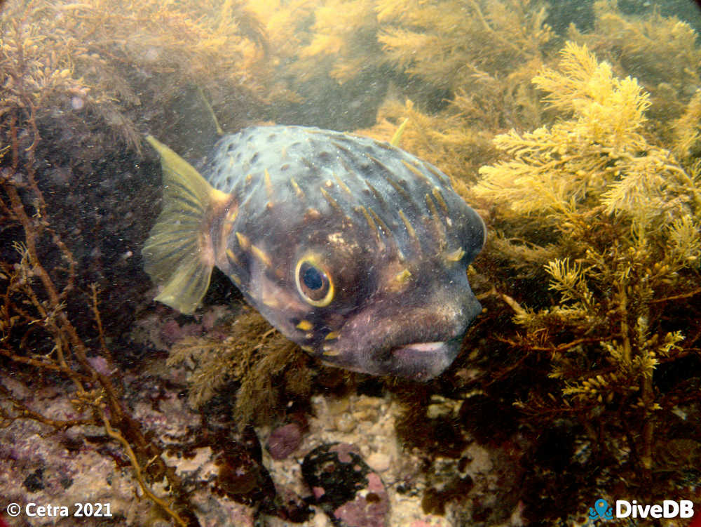 Photo of Globefish at Whyalla Cuttlefish. 