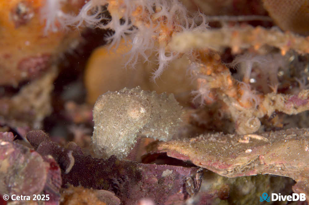 Photo of Cuttlefish at Port Hughes Jetty. 
