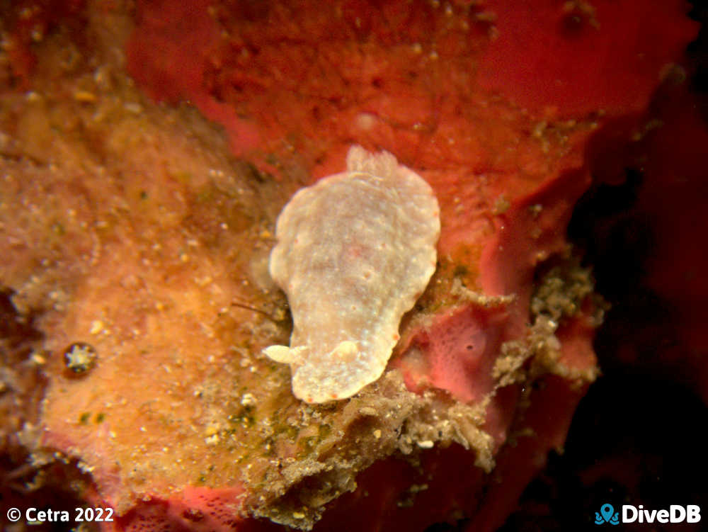 Photo of Goniobranchus epicurius at Edithburgh Jetty. 