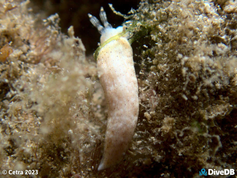 Photo of Dermatobranchus sp. at Wallaroo Jetty. 