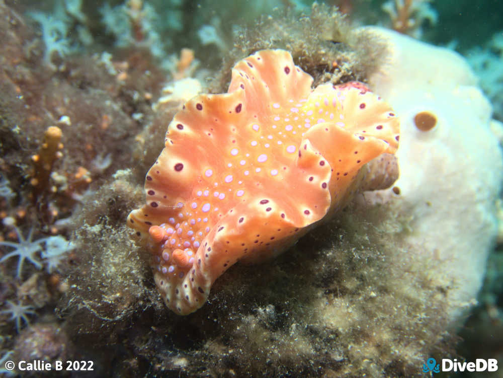 Photo of Short-tailed Sea Slug at Port Hughes Jetty. 