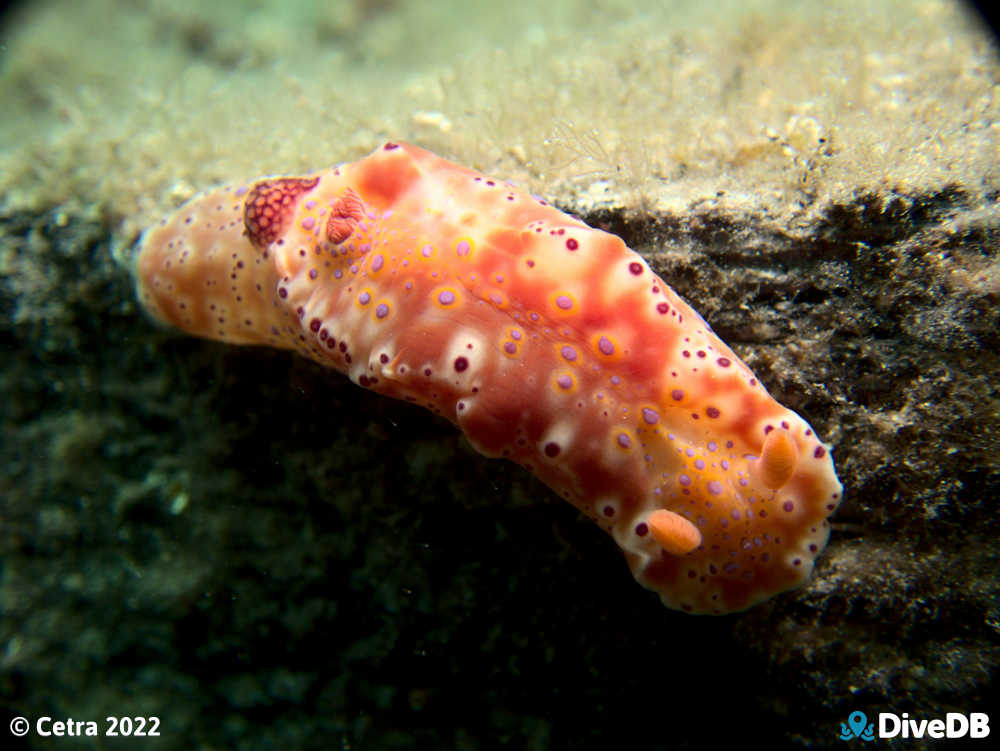 Photo of Short-tailed Sea Slug at Edithburgh Jetty. 