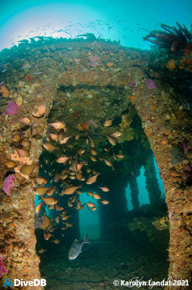 Photo of Rough Bullseye at Glenelg Dredge. 