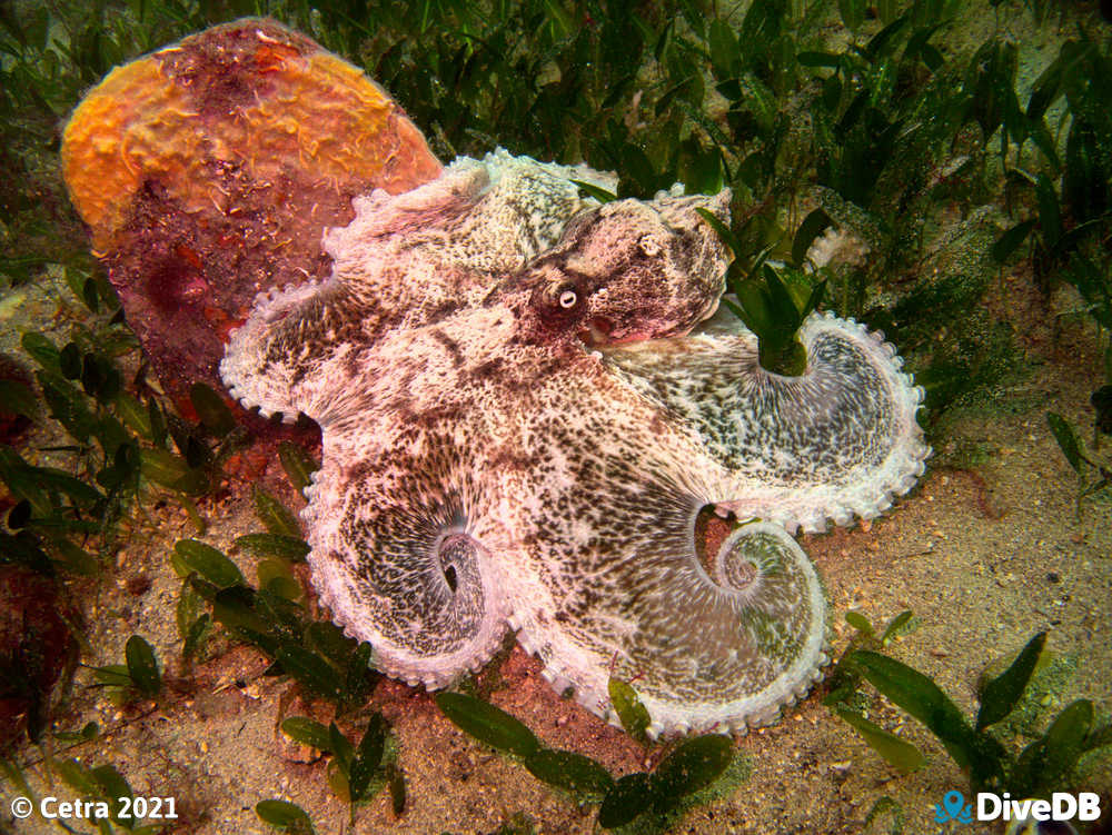 Photo of Octopus at Edithburgh Jetty. 