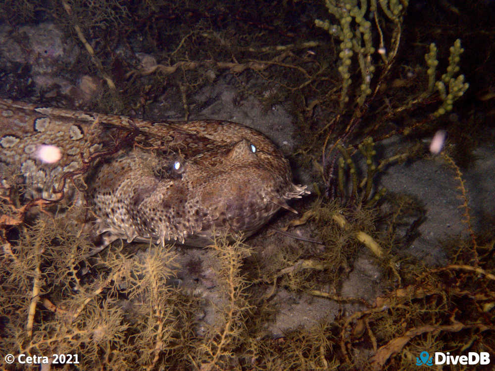 Photo of Wobbegong at Port Noarlunga Jetty. 