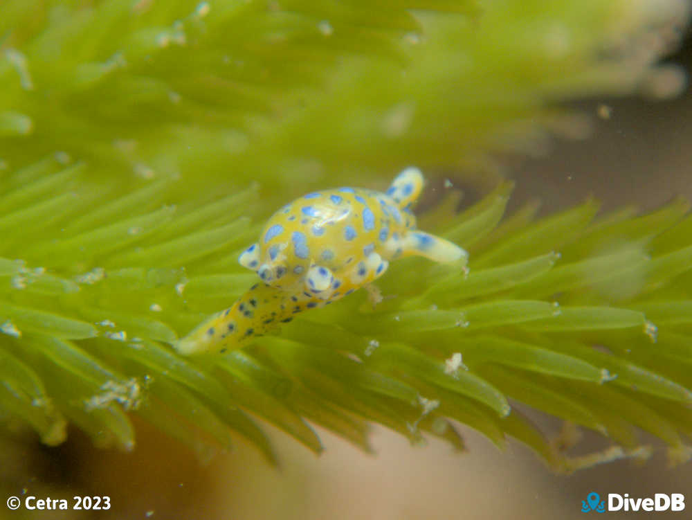 Photo of Oxynoe jacksoni at Port Victoria Jetty. 