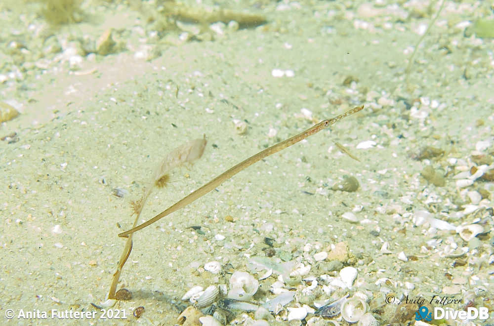 Photo of Wide Body Pipefish - juvenile. 