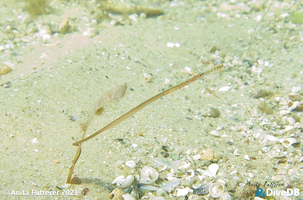 Wide Body Pipefish - juvenile