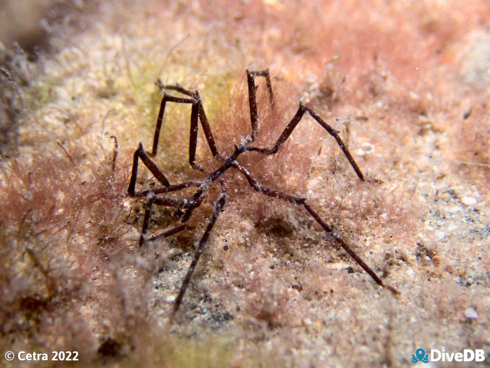 Photo of Sea Spider at Klein Point. 