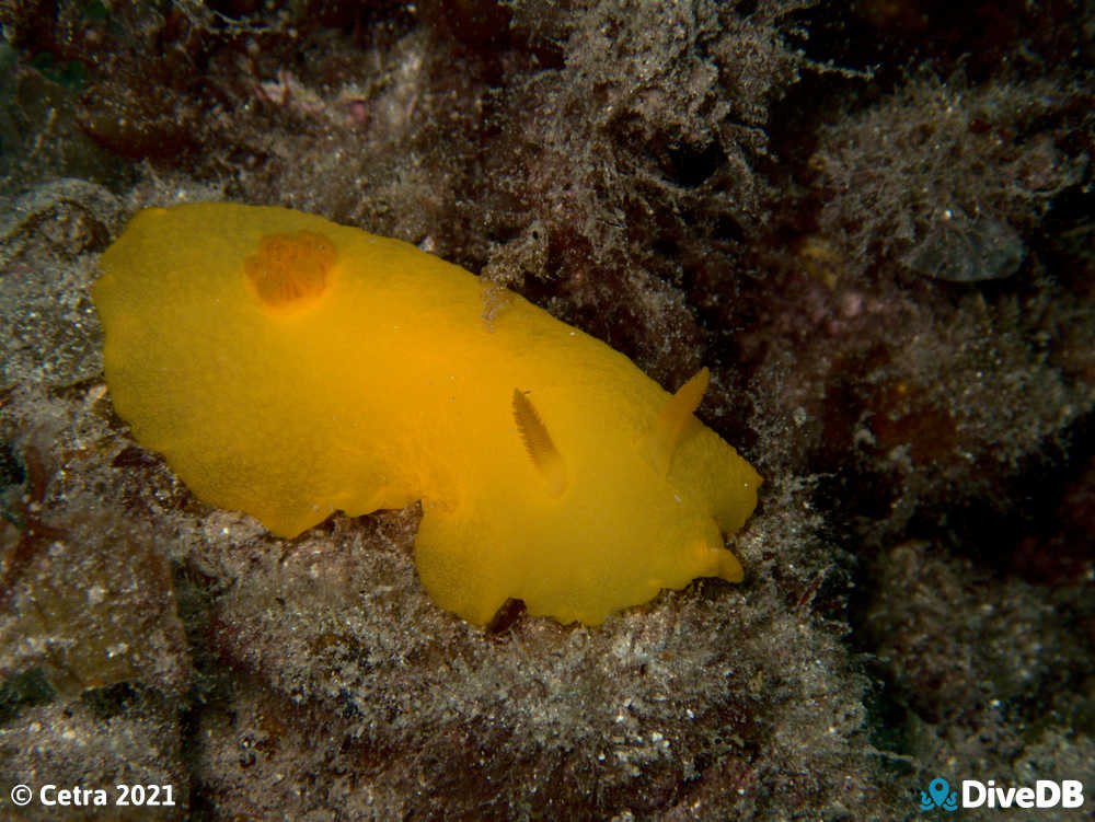 Photo of Cordial at Edithburgh Jetty. 