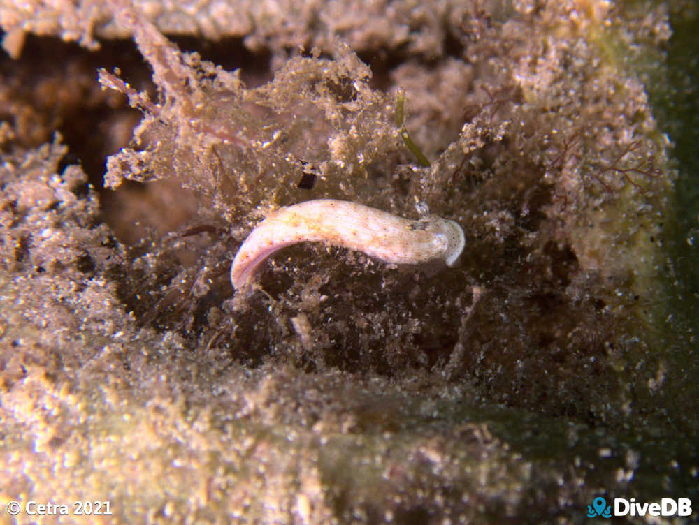 Photo of Dermatobranchus sp. at Wallaroo Jetty. 