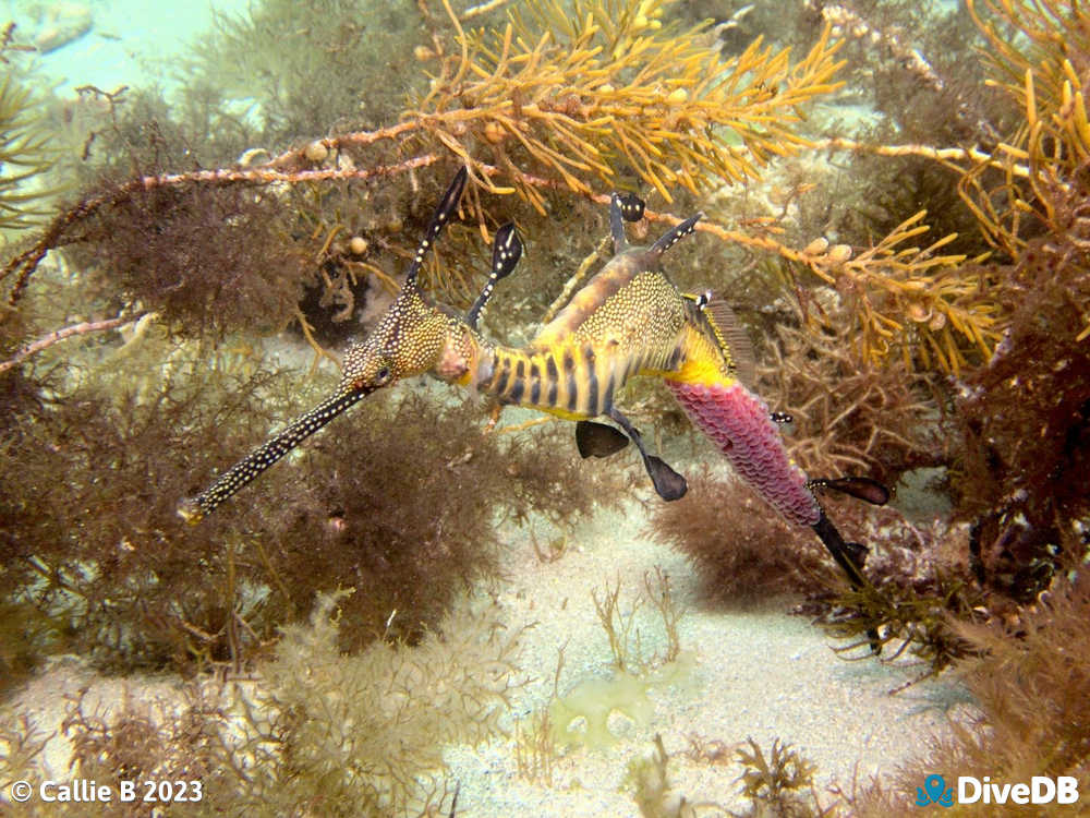 Photo of Weedy Seadragon. 