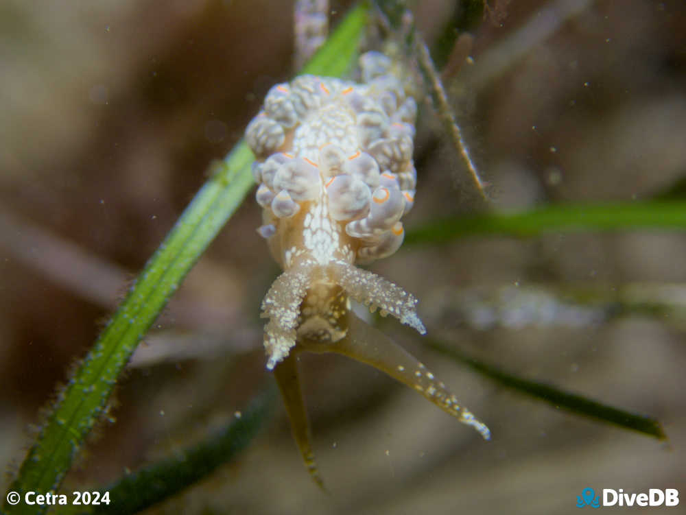 Photo of Beolidia australis at Port Noarlunga Jetty. 