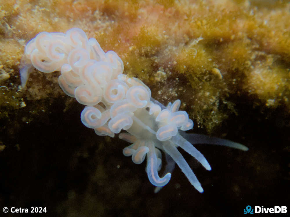 Photo of Phyllodesmium serratum at Port Noarlunga Jetty. 