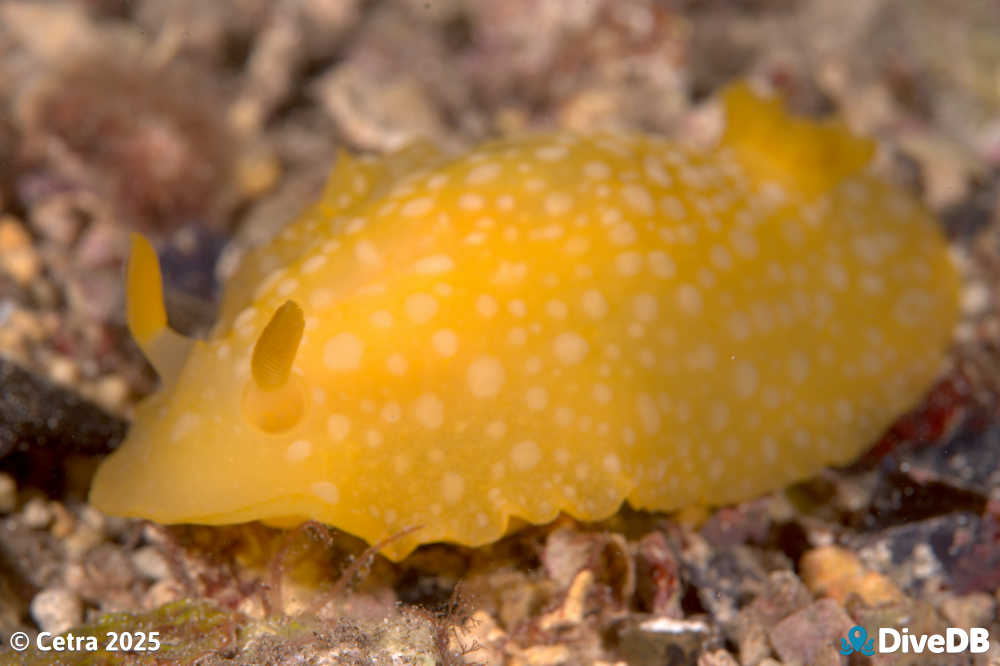 Photo of Fanta at Port Hughes Jetty. 