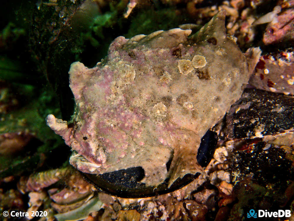 Photo of Angler Fish at Port Hughes Jetty. 