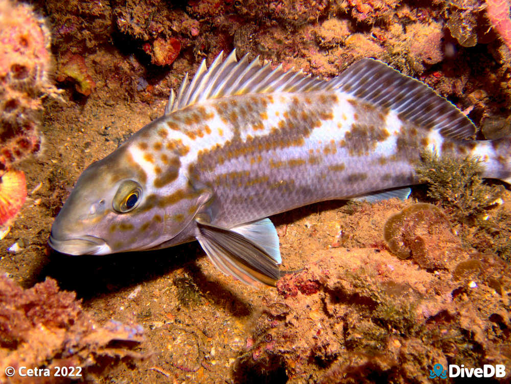 Photo of Dusky Morwong at Glenelg Dredge. 