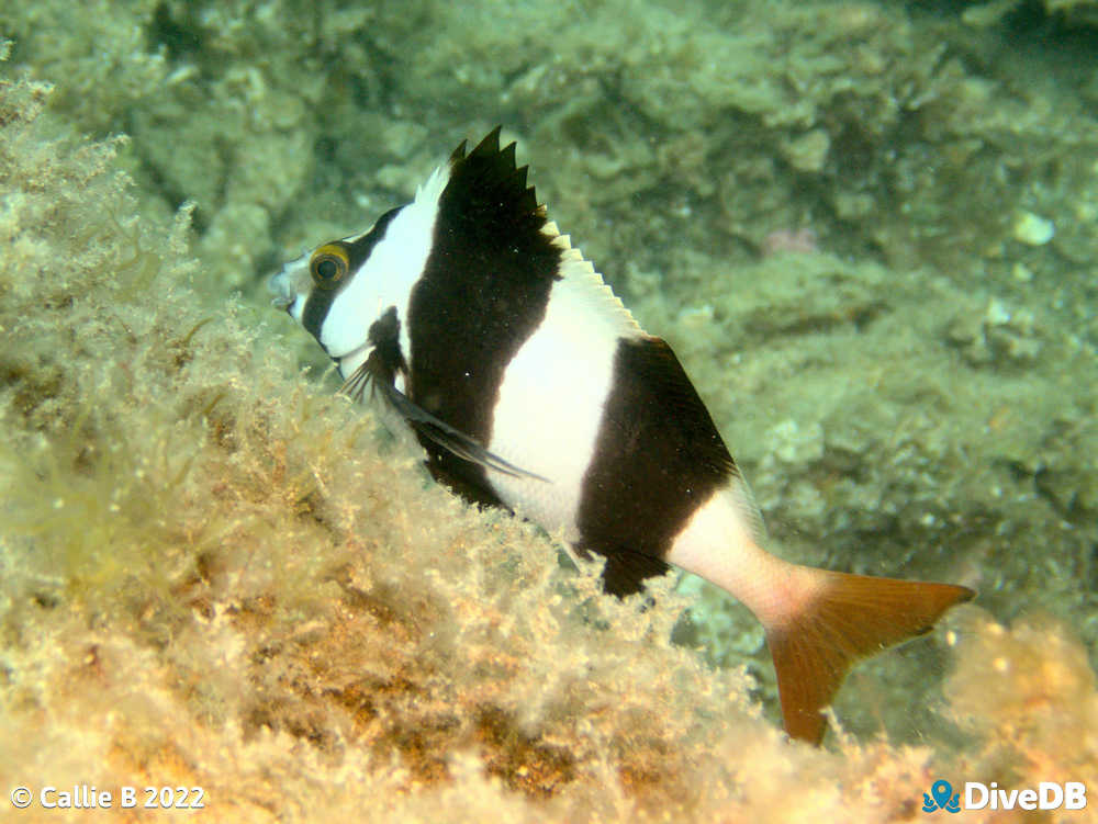 Photo of Magpie Perch at Rapid Bay. 