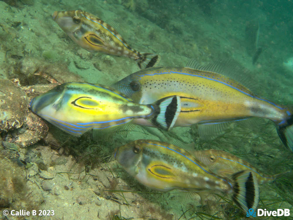 Photo of Horseshoe Leatherjacket at Port Noarlunga Jetty. 