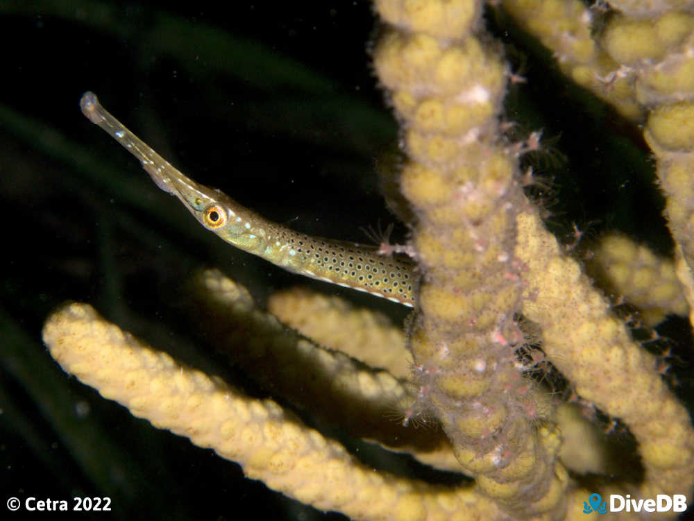 Photo of Spotted Pipefish at Port Hughes Jetty. 