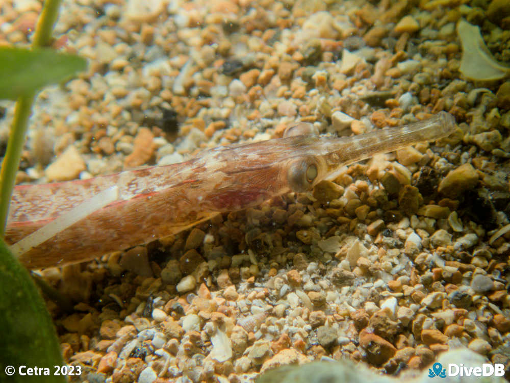 Photo of Port Phillip Pipefish at Edithburgh Jetty. 