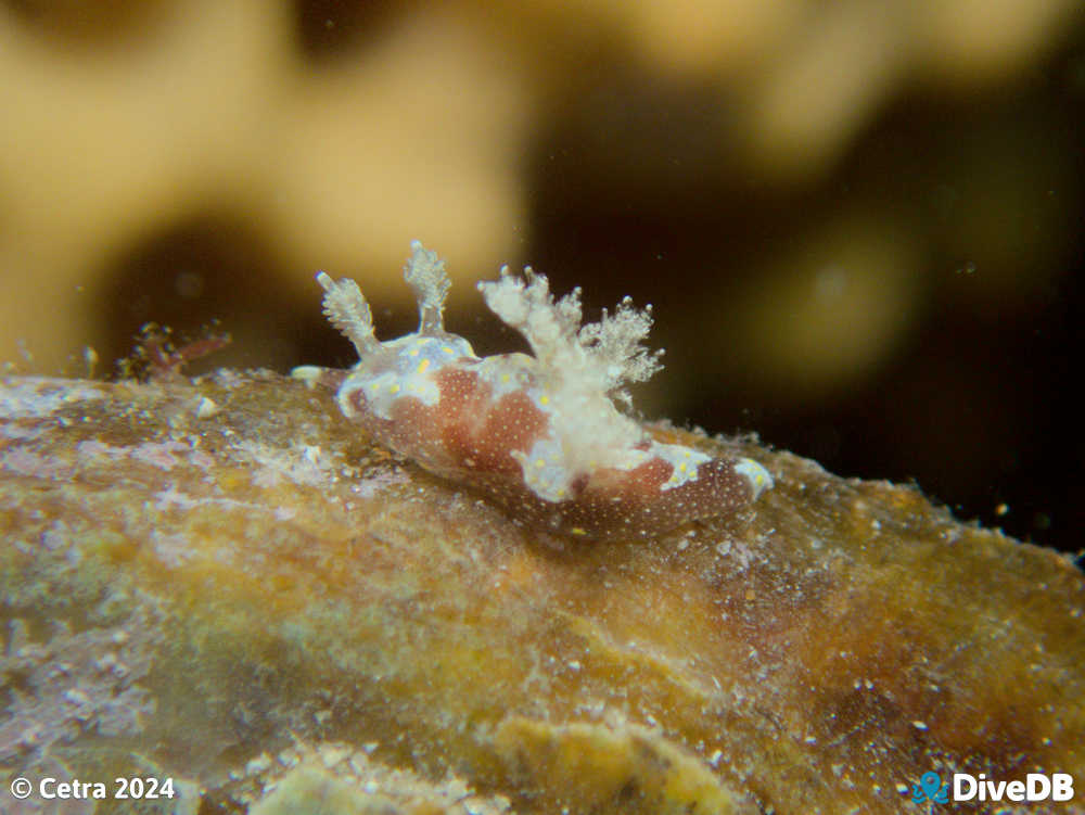 Photo of Trapania benni at Port Noarlunga Jetty. 