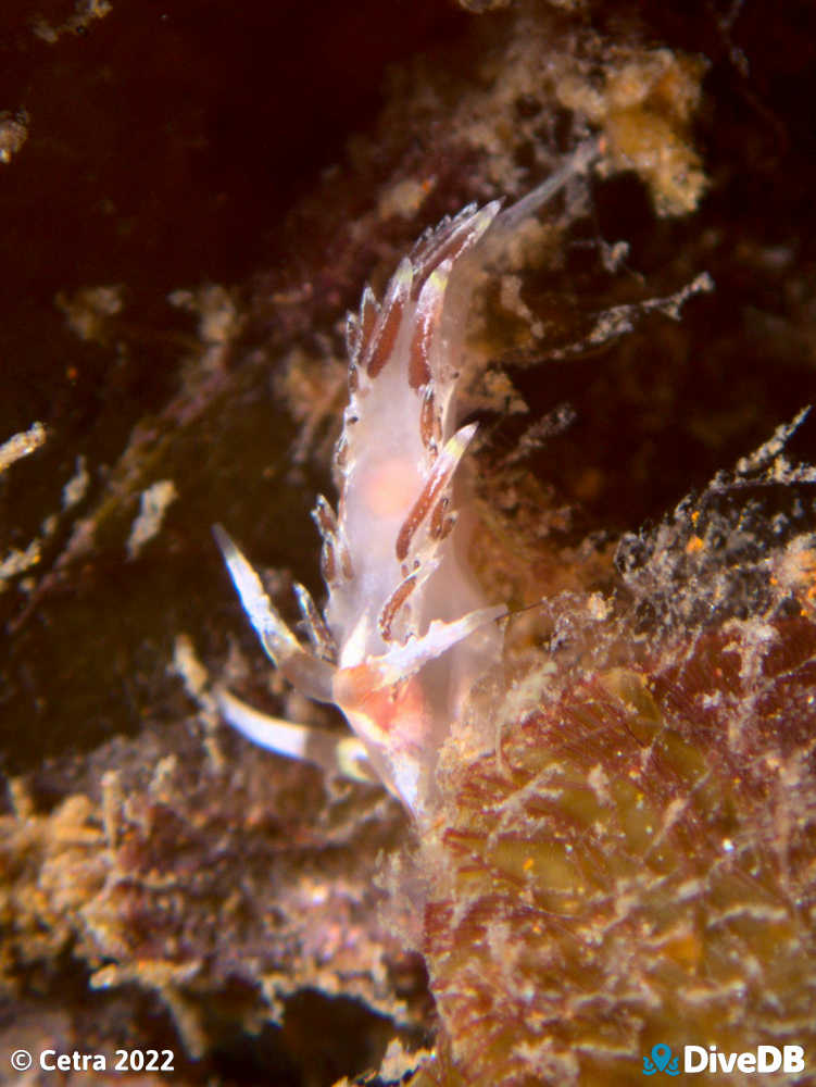 Photo of Facelina sp.3 at Glenelg Dredge. 