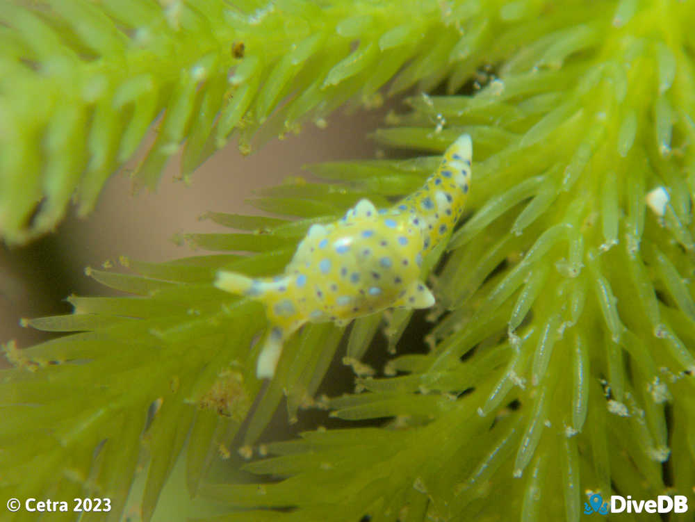 Photo of Oxynoe jacksoni at Port Victoria Jetty. 