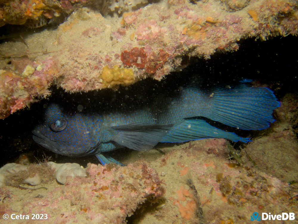 Photo at Seacliff Reef. 