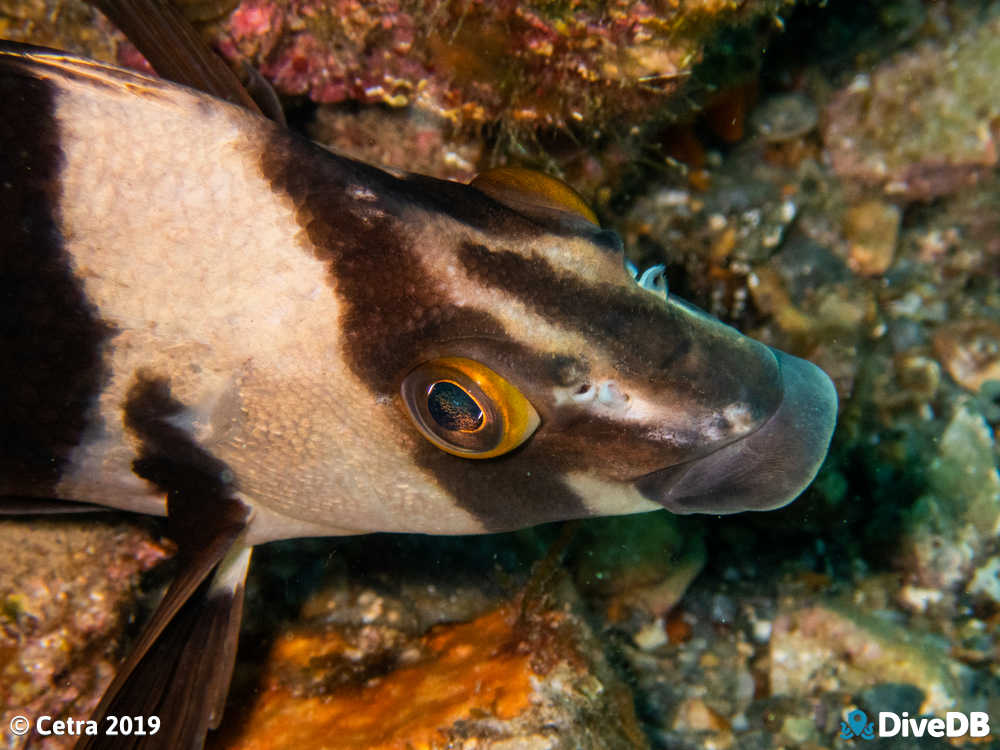 Photo of Magpie Perch at Rapid Bay. 