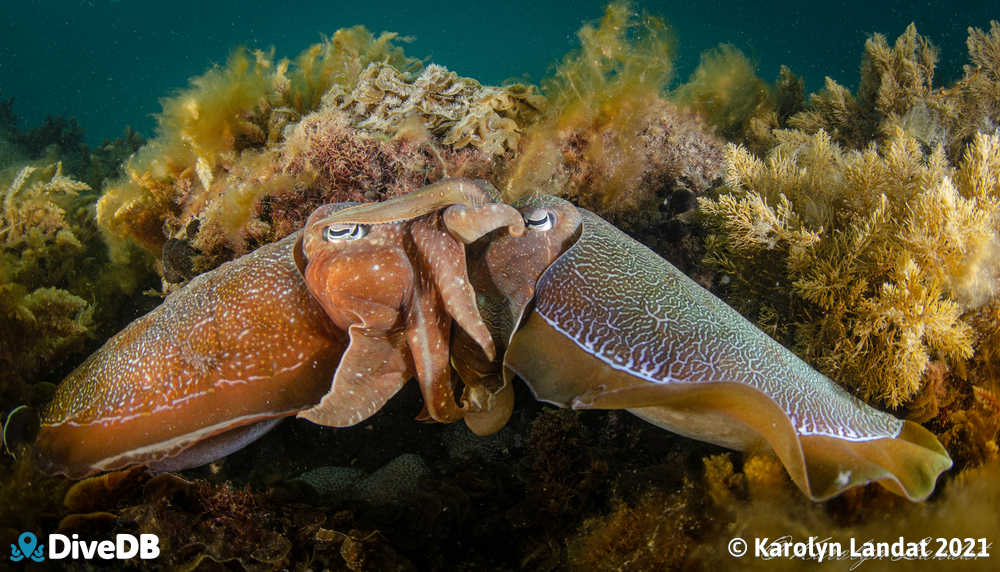 Photo at Whyalla Cuttlefish. 