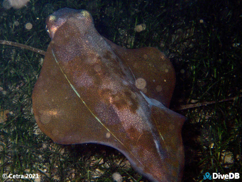 Photo of Squid at Port Noarlunga Jetty. 