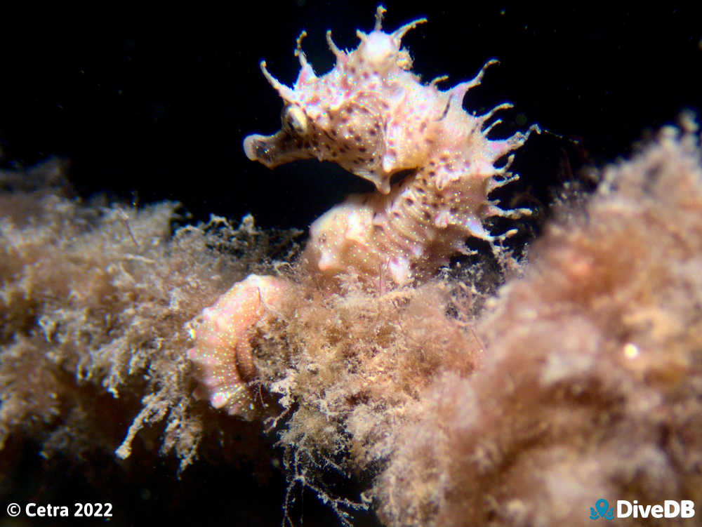 Photo of Shorthead Seahorse at Edithburgh Jetty. 
