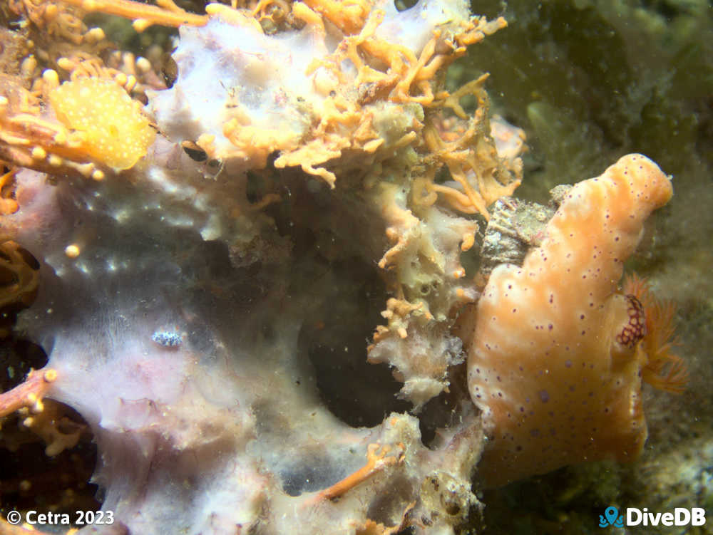 Photo of Short-tailed Sea Slug at Port Hughes Jetty. 