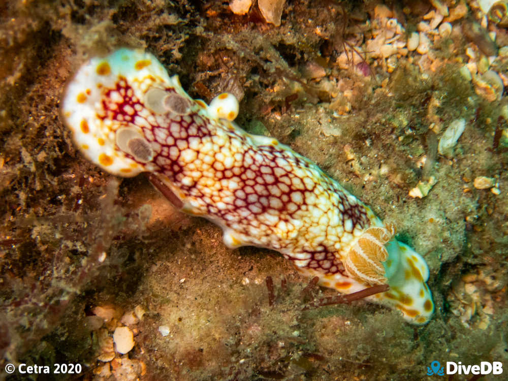 Photo of Brain Nudi at Glenelg Tyre Reef. 