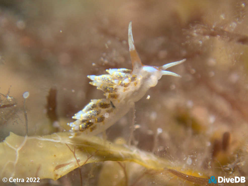 Photo of Trinchesia RB10 at Port Noarlunga Jetty. 