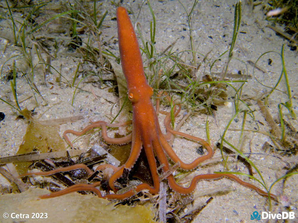 Photo of Sand Octopus at Port Noarlunga Jetty. 