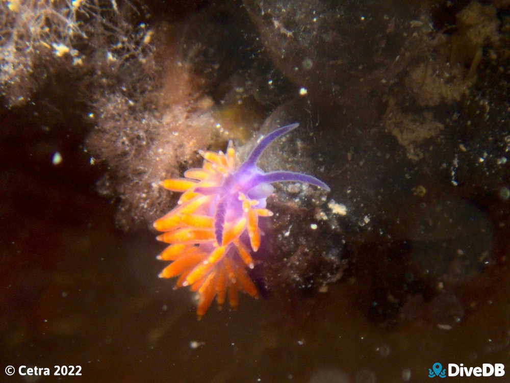 Photo of Flamboyant at Port Noarlunga Jetty. 