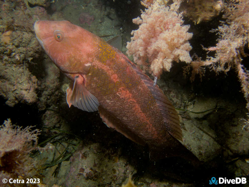 Photo at Seacliff Reef. 