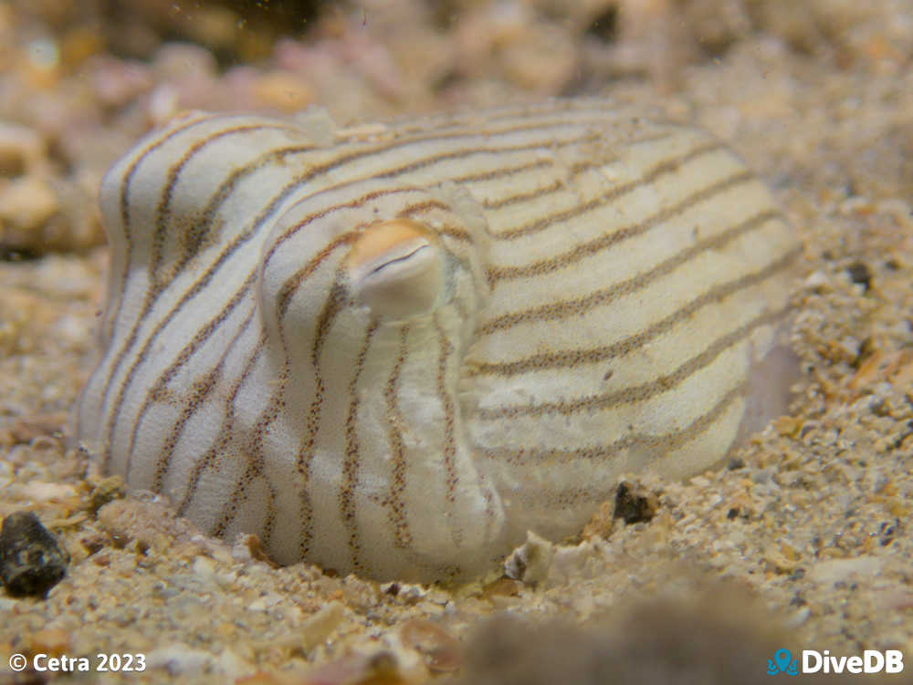 Photo of Pyjama Squid at Edithburgh Jetty. 