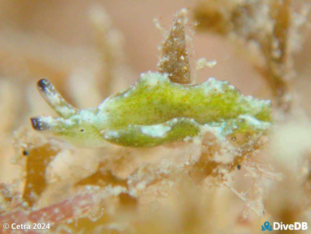 Photo of Disco Slug at Port Noarlunga Jetty. 