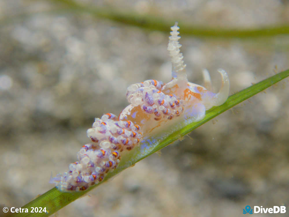 Photo of Austraeolis ornata at Port Noarlunga Jetty. 