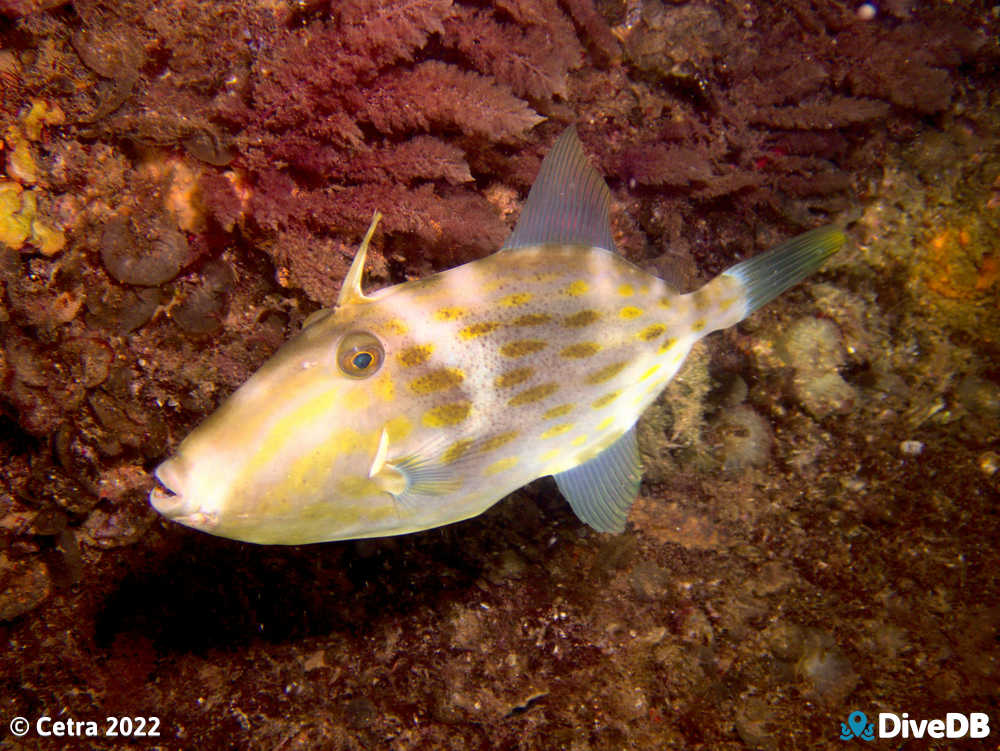 Photo of Mosaic Leatherjacket at Glenelg Dredge. 