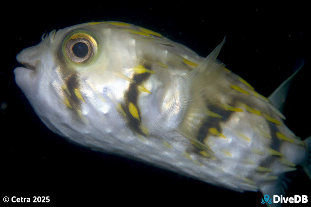 Photo at Port Noarlunga Jetty. 