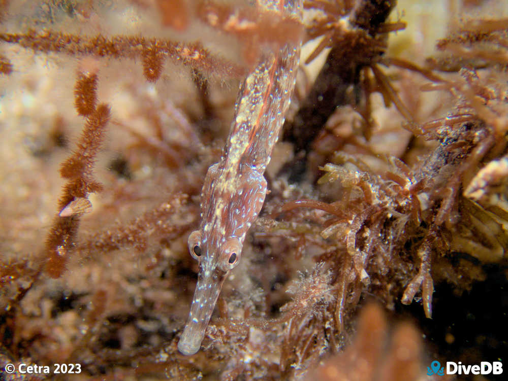 Photo of Port Phillip Pipefish at Port Victoria Jetty. 