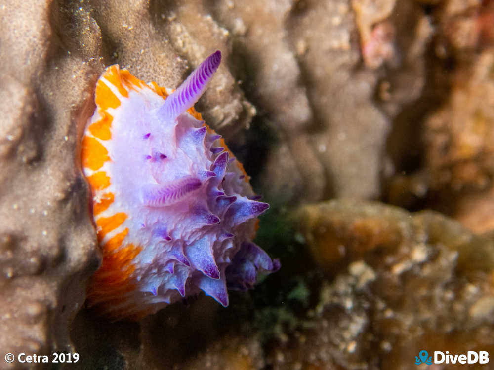 Photo of Mexichromis macropus at Rapid Bay. 